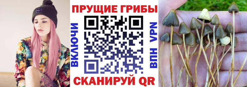 дарк нет Telegram  Вельск  Псилоцибиновые грибы прущие грибы 